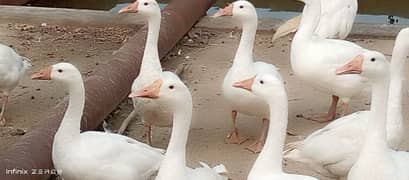 2 pairs of big long neck ducks for sale