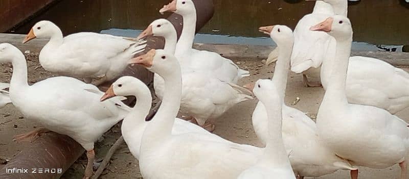 2 pairs of big long neck ducks for sale 1