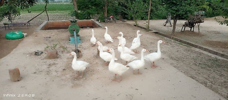 2 pairs of big long neck ducks for sale 2