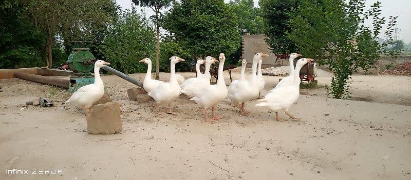 2 pairs of big long neck ducks for sale 3