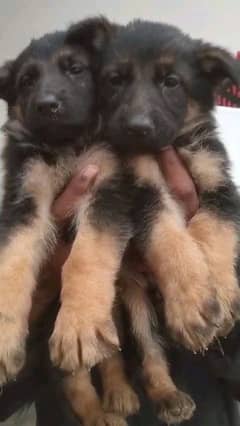 German shepherd puppies Double CoatMy WhatsApp number 03001868066