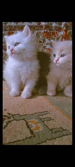 Persian kittens