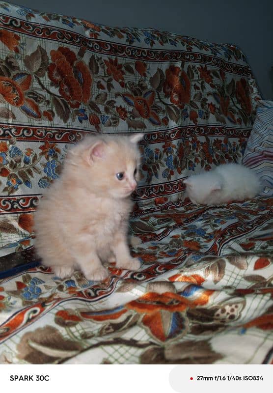 Persian kittens 1