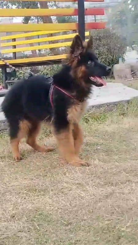 German shepherd puppies Double CoatMy WhatsApp number 03001868066 0