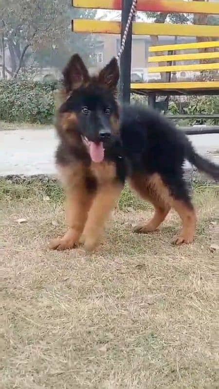 German shepherd puppies Double CoatMy WhatsApp number 03001868066 4