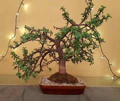 Bonsai Jade Dwarf Tree