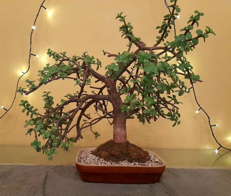 Bonsai Jade Dwarf Tree 0