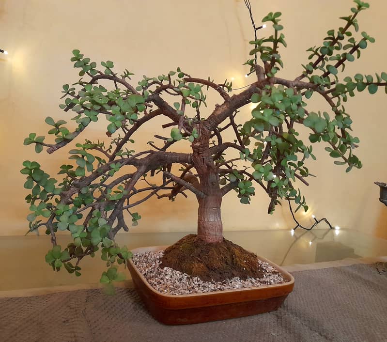 Bonsai Jade Dwarf Tree 1