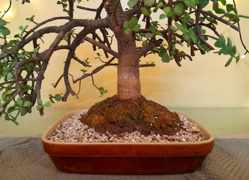 Bonsai Jade Dwarf Tree 2