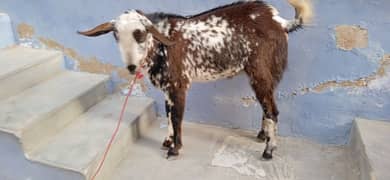 bakra is very good condition