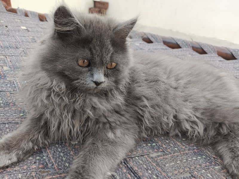 Persian Kitten Pair – Fluffy Grey male & Blue-Eyed White female . 2