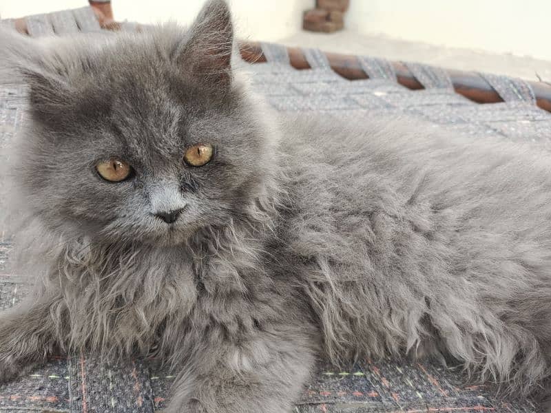 Persian Kitten Pair – Fluffy Grey male & Blue-Eyed White female . 3