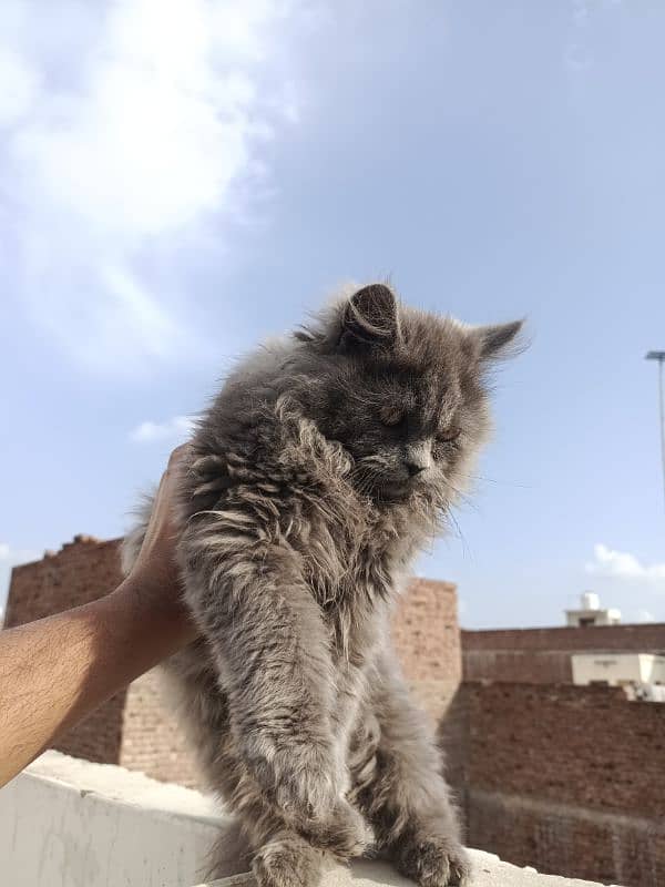 Persian Kitten Pair – Fluffy Grey male & Blue-Eyed White female . 5