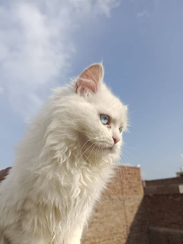 Persian Kitten Pair – Fluffy Grey male & Blue-Eyed White female . 7