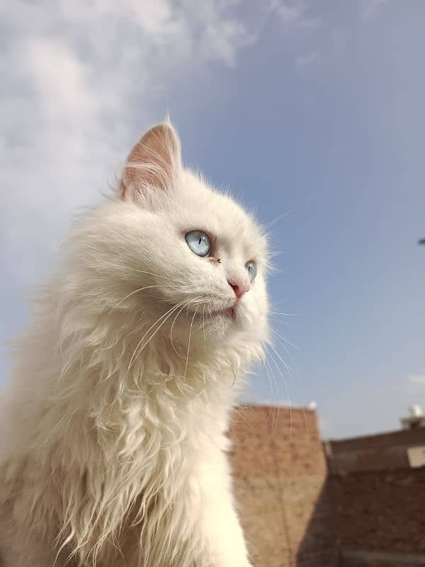 Persian Kitten Pair – Fluffy Grey male & Blue-Eyed White female . 8