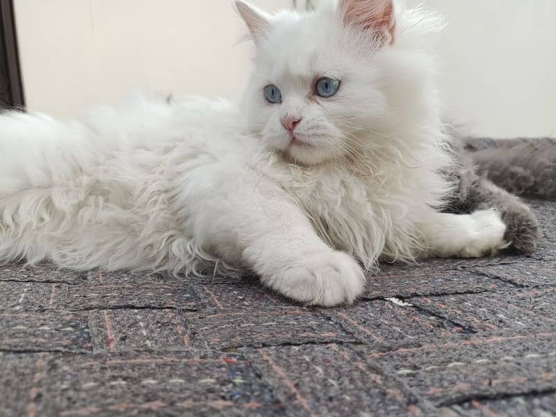 Persian Kitten Pair – Fluffy Grey male & Blue-Eyed White female . 10