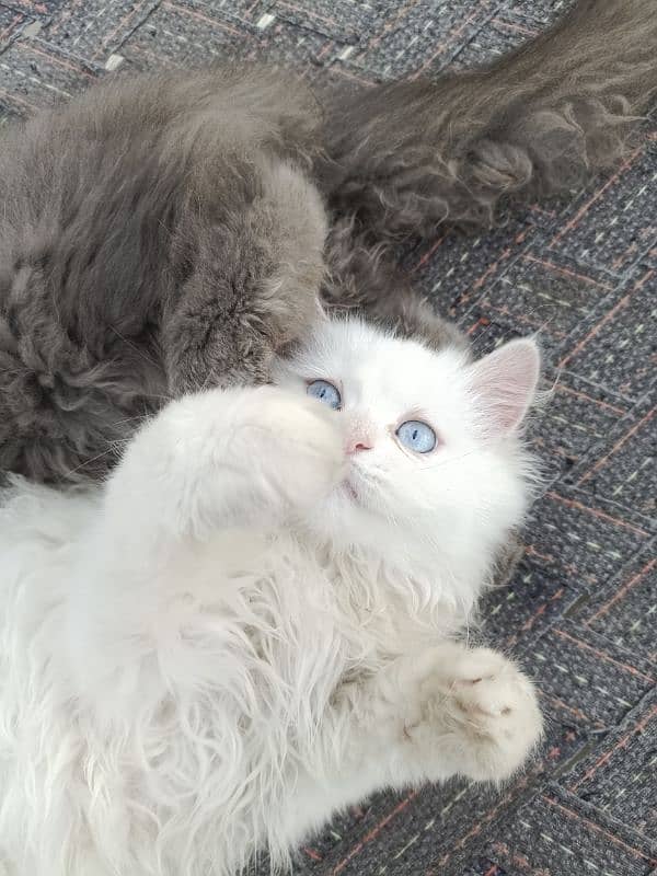 Persian Kitten Pair – Fluffy Grey male & Blue-Eyed White female . 11