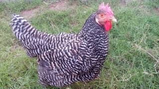 Plymouth Rock Heritage Hen