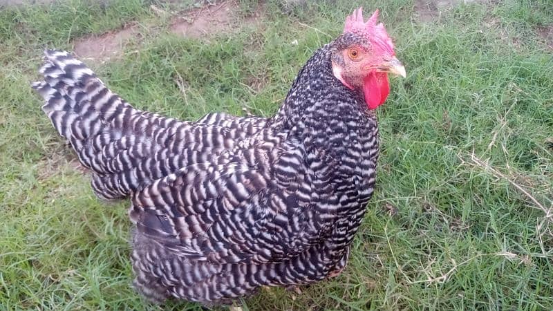 Plymouth Rock Heritage Hen 0