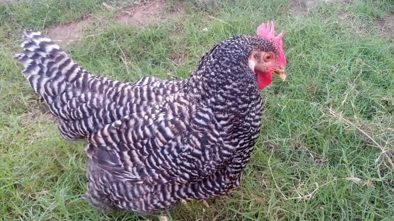 Plymouth Rock Heritage Hen 1