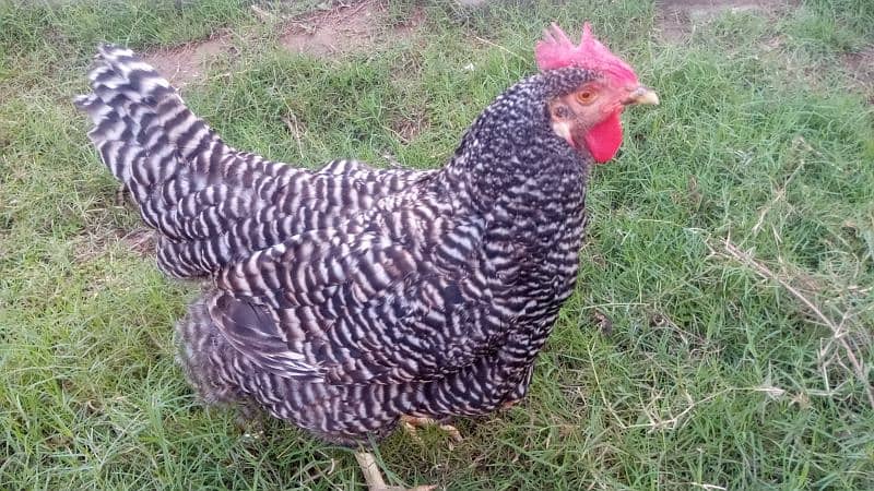 Plymouth Rock Heritage Hen 2