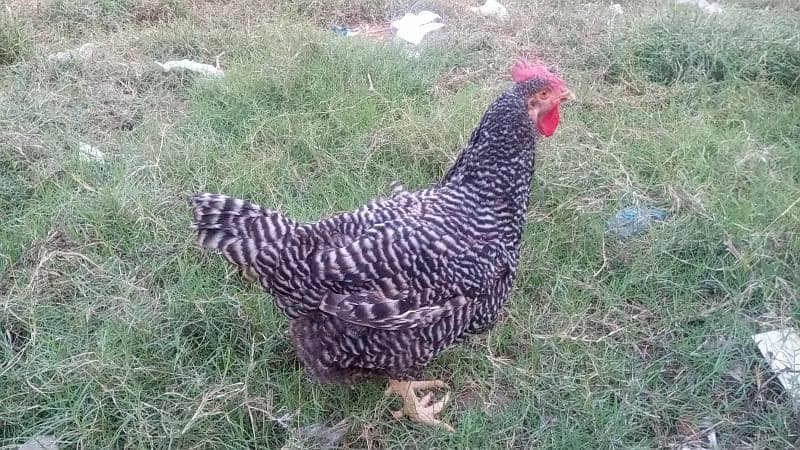 Plymouth Rock Heritage Hen 3