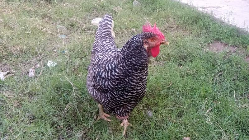 Plymouth Rock Heritage Hen 4