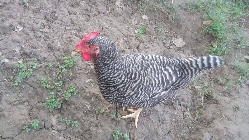 Plymouth Rock Heritage Hen 5