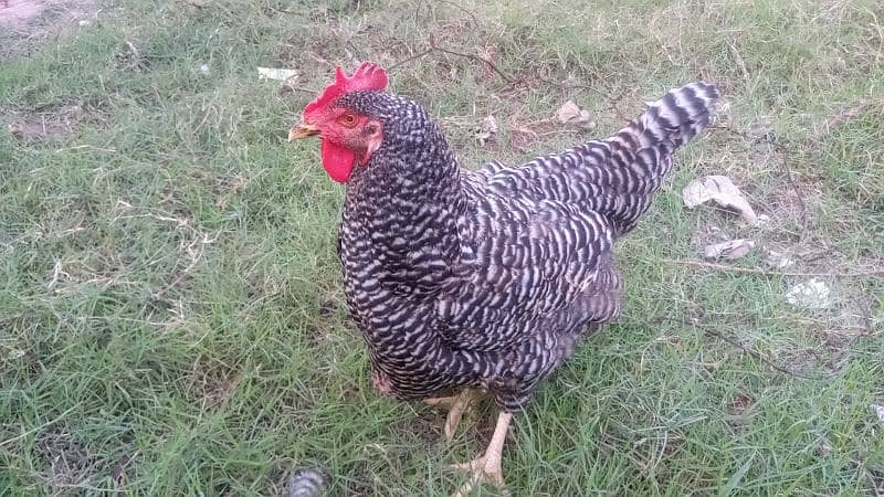 Plymouth Rock Heritage Hen 6