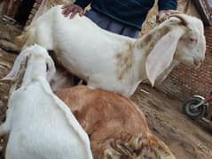 Desi_bakri_bakri_goat_with_2_chiks