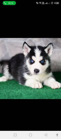 Siberian husky puppies for sale hy dogs