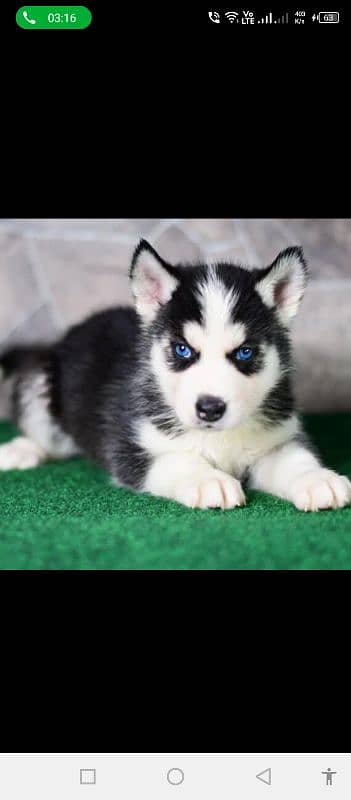 Siberian husky puppies for sale hy dogs 0