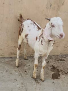 Bakra jori 5 month male  Location ancholi