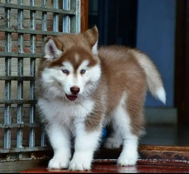 Siberian husky puppy male My cont number 0325"89-25770 1