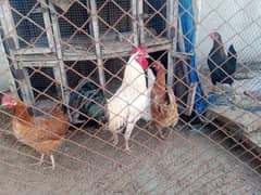 Hens for sale Egg stater 7