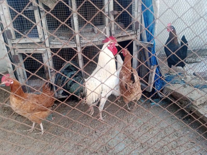 Hens for sale Egg stater 7 0