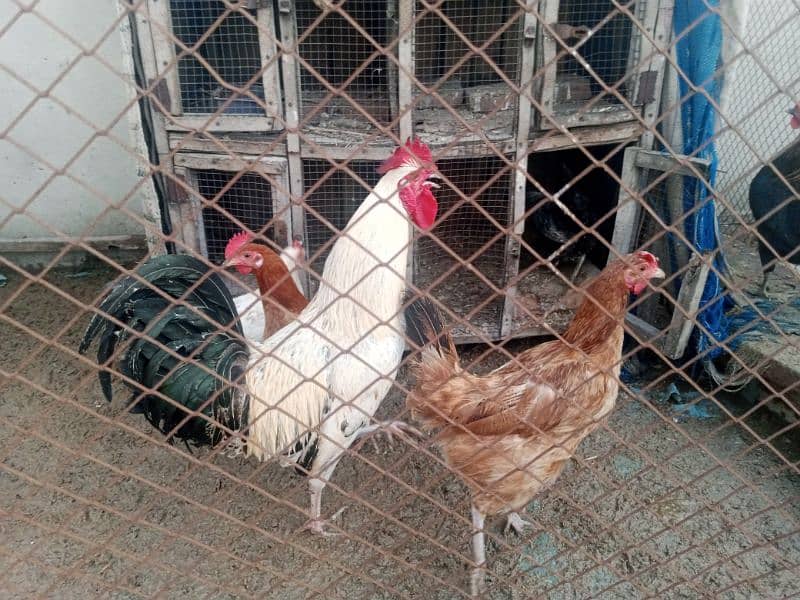 Hens for sale Egg stater 7 1