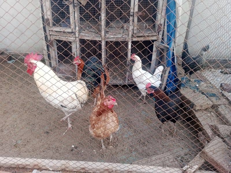 Hens for sale Egg stater 7 3