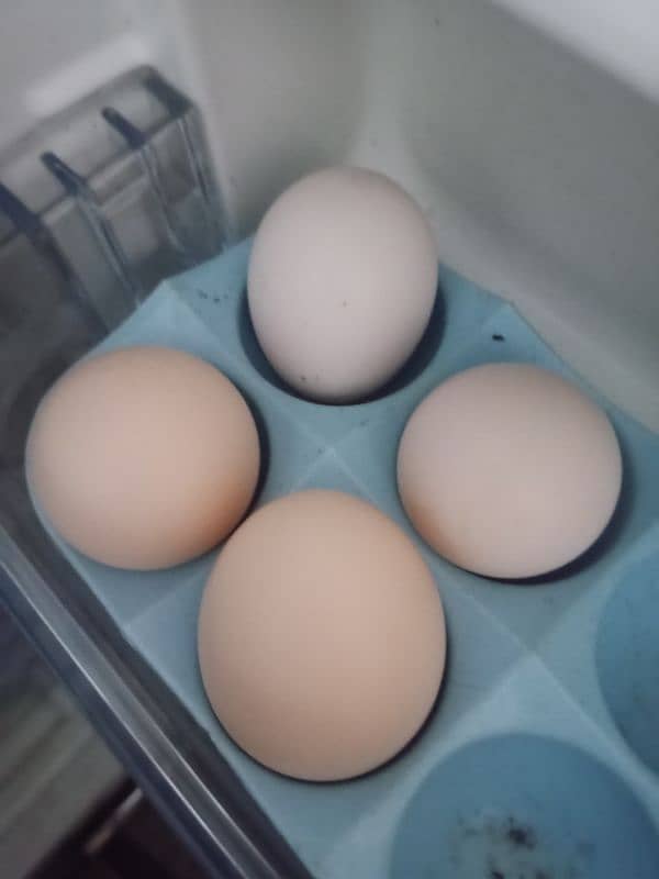 Hens for sale Egg stater 7 5