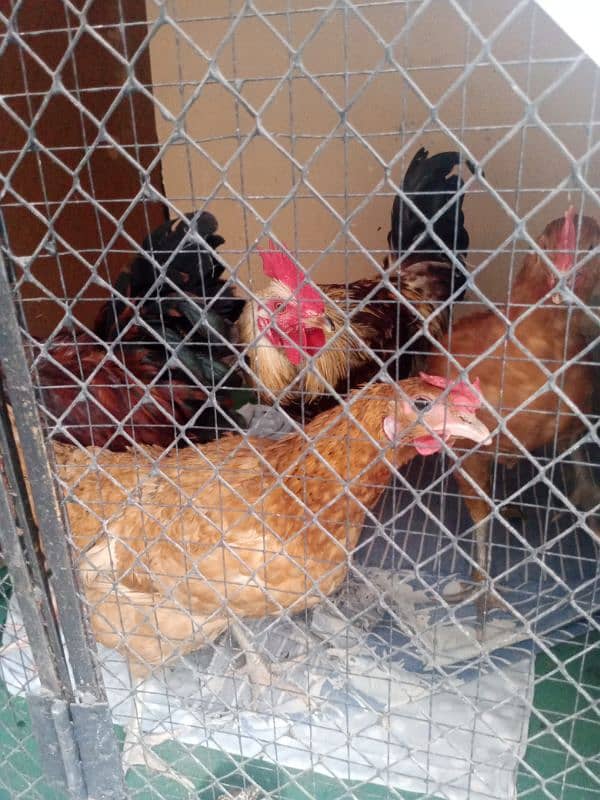 Hens for sale Egg stater 7 6