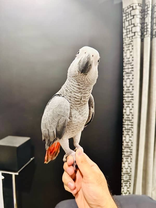 African Grey Parrot | Congo African Grey Parrot For sale 0