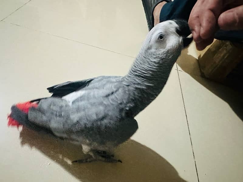 African Grey Parrot | Congo African Grey Parrot For sale 1