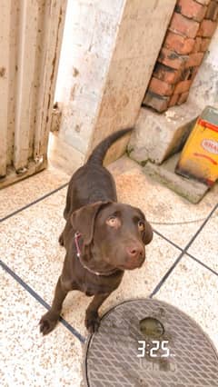 chocolate brown Labrador female urgent sale