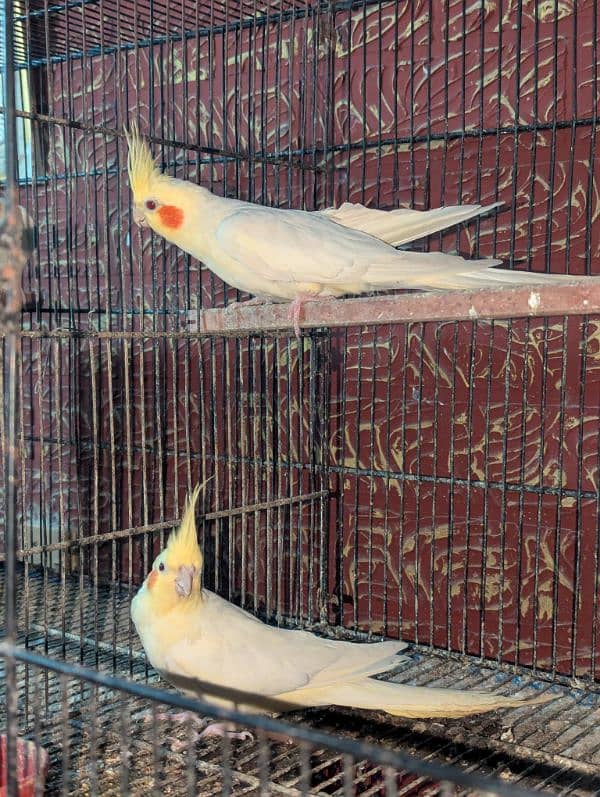 Common White Red eyes Breeder pair 0