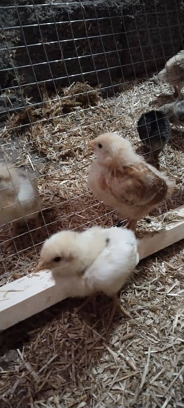 *Golden Misri Chicks |eggs laying hens* | Misri Chicks For Sale 8