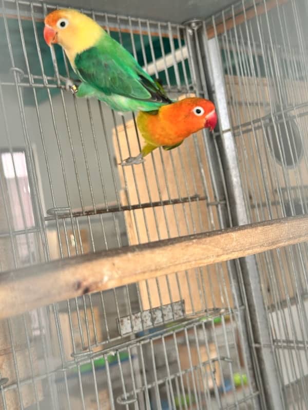 Confirm Lovebird Breeder Pairs with DNA 3