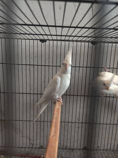 cocktail breeder pair and 1 male for sale