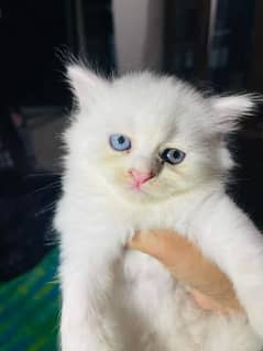 Persian kitten for urgent sale my WhatsApp number 0331 9289880