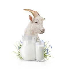 Goat milk for sale