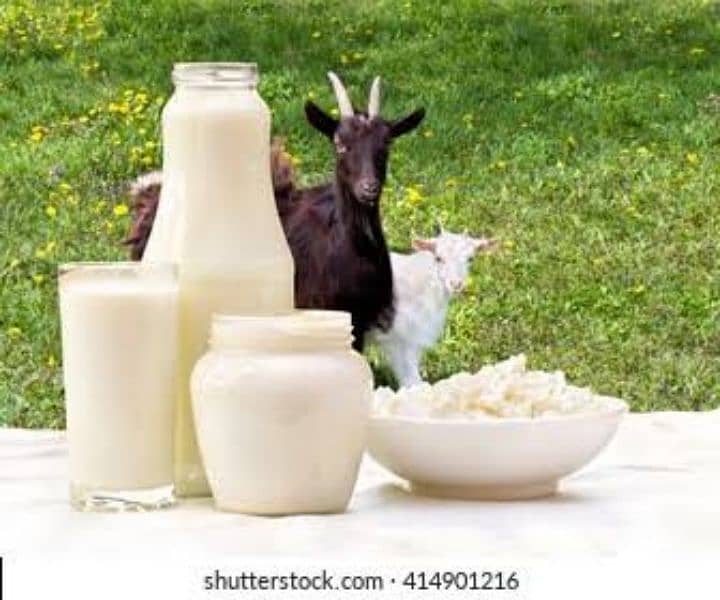 Goat milk for sale 1